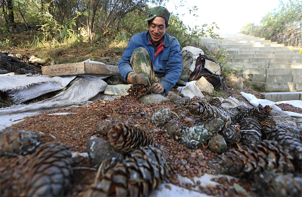 陕西兄弟俩带媳妇深山采松子,爬树堪比猴子快,4个人一天挣300元