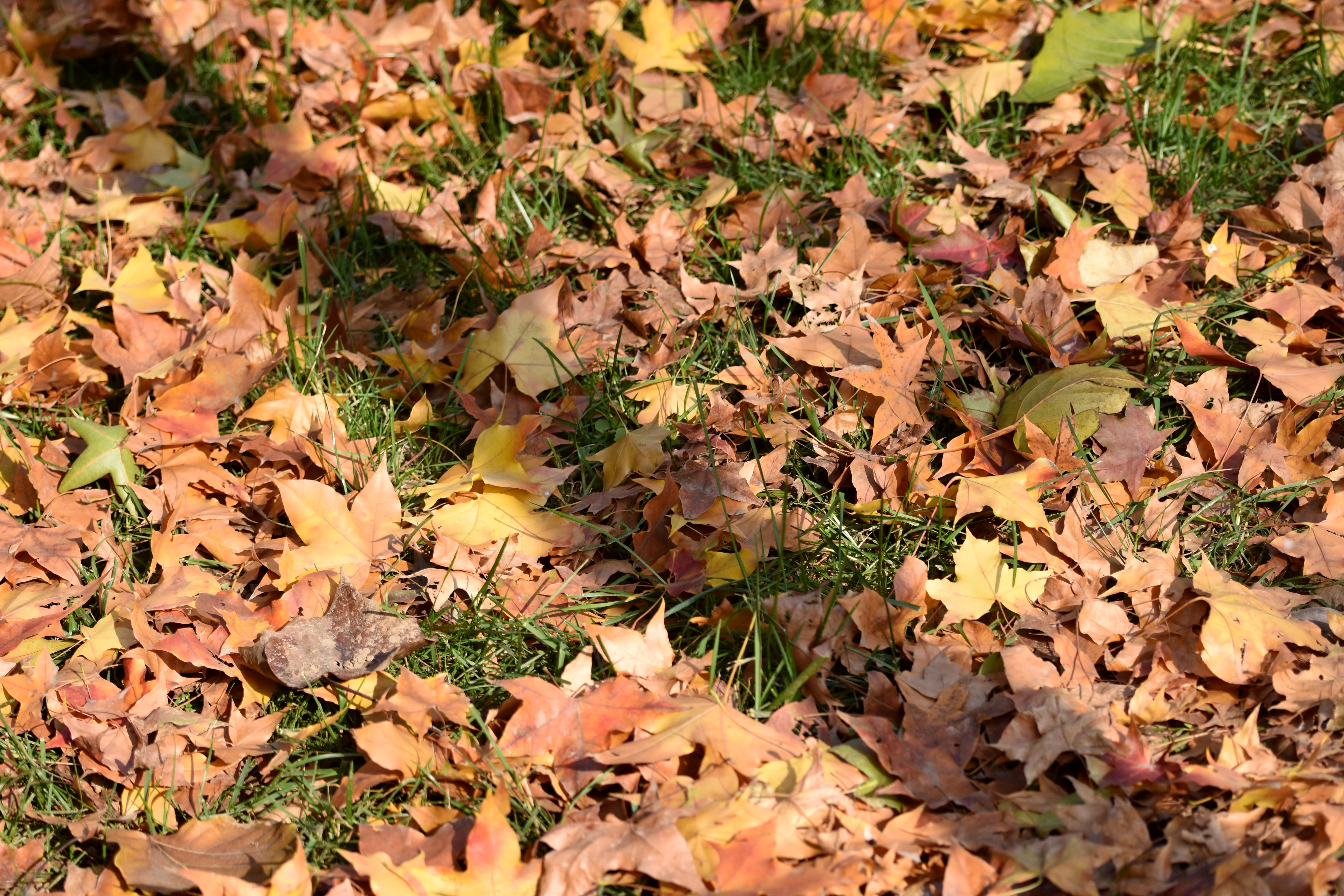 河南安阳:灿灿"金叶"耀初冬