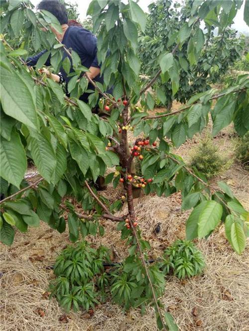 樱桃种植技术与管理 - 2020年最新商品信息聚合专区 - 百度爱采购