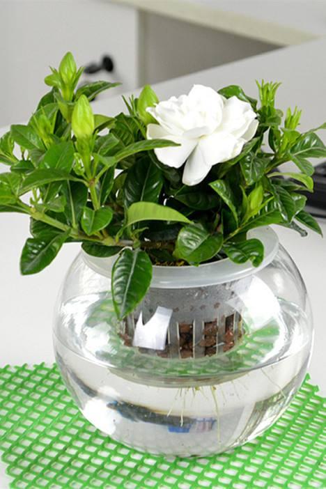 栀子花变"水培",从生根到开花,2个方法,教会你!