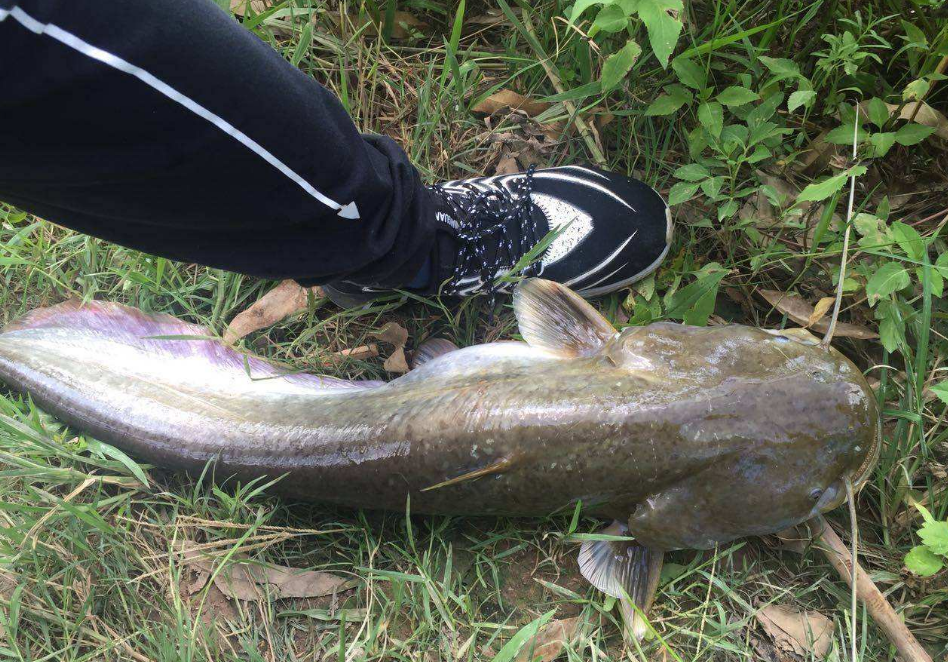 想要钓到鲶鱼,了解这些技巧,可以让你成功钓获