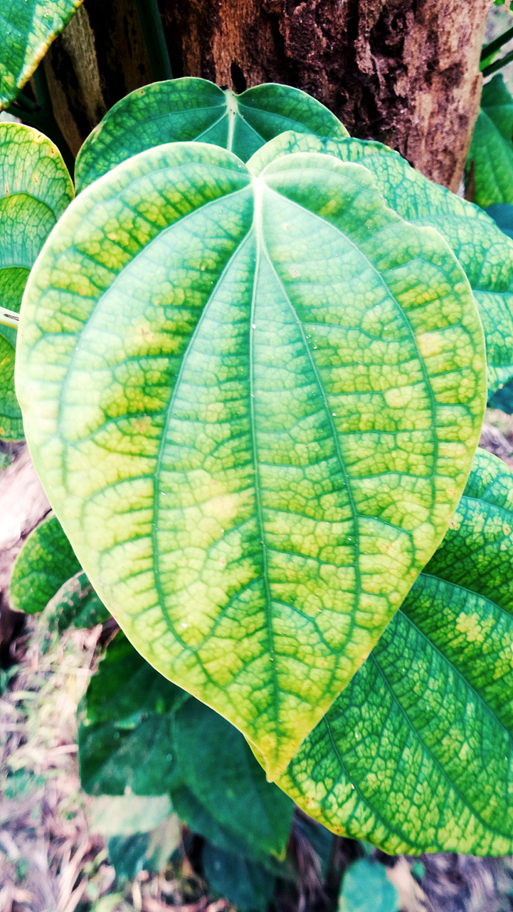 缺氮抑制苗生长,老叶先黄新叶薄;缺磷株小分枝少,新叶暗绿老叶紫;缺钾