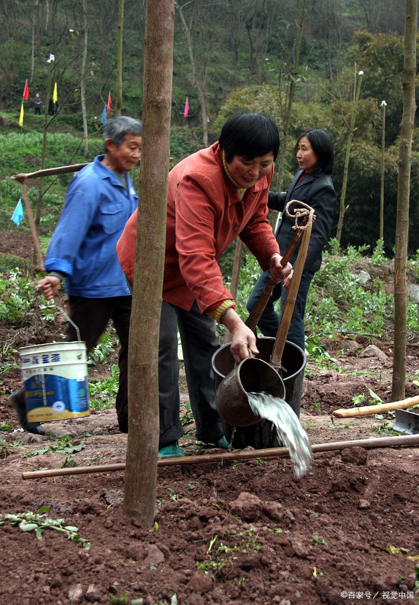 掌握十大诀窍,解决移栽树苗成活率不高问题