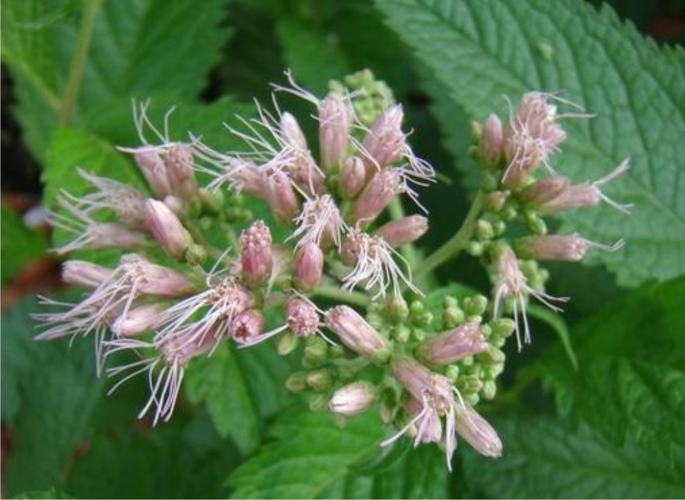 佩兰气味芳香,美丽动人,不止可供观赏,还有这些功效