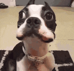 狗狗,会主动把好主人到装有食物的箱子前,因为它知道这个主人会把香肠