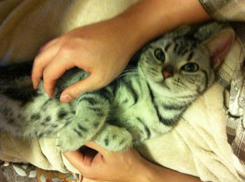 公猫发出婴儿般的叫声,公猫叫起来跟小孩似的,猫咪发出婴儿的叫声