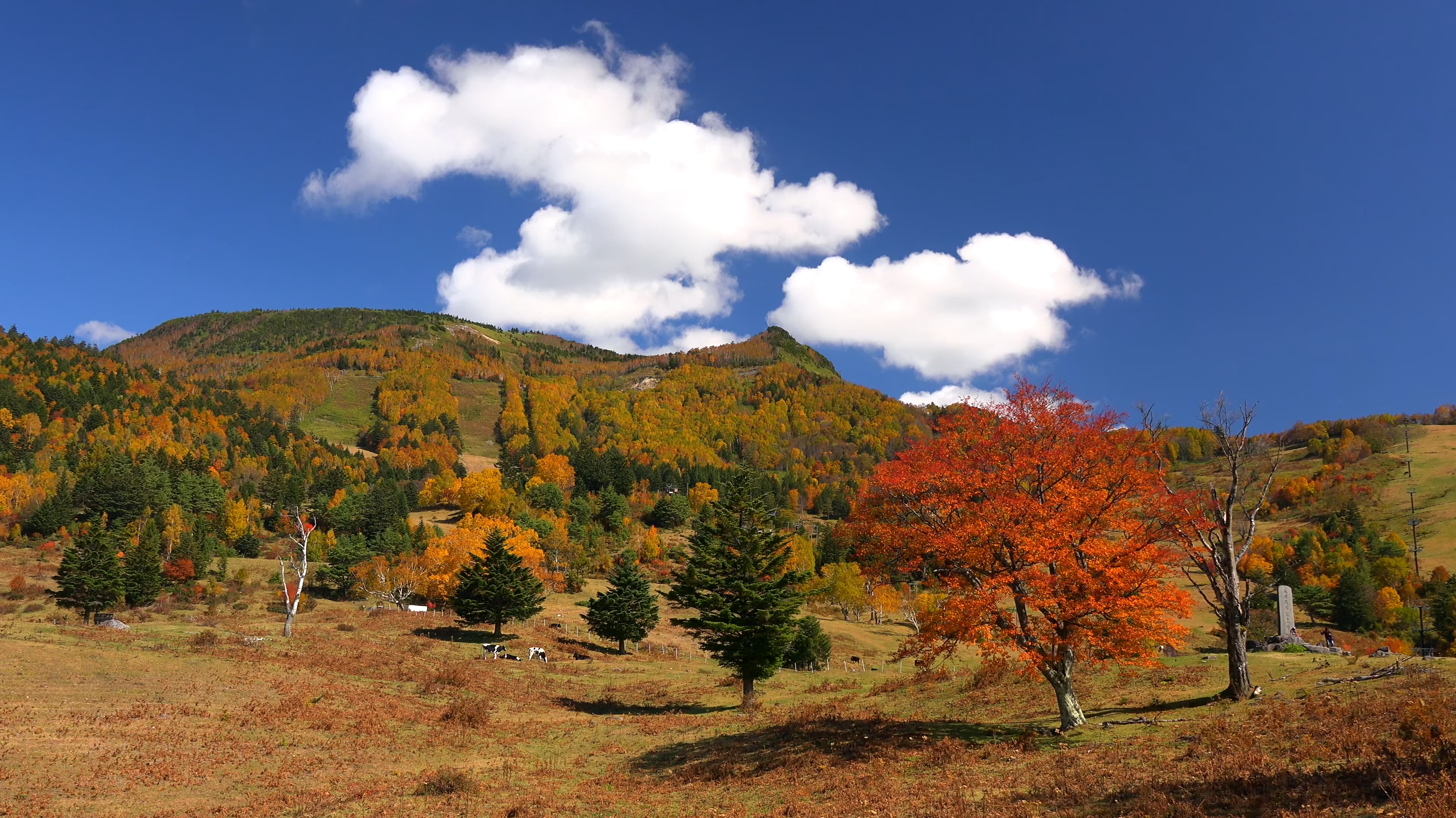 在蓝天白云下的山坡