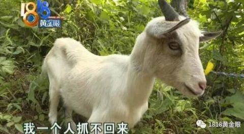 小羊被困悬崖,台风中苦撑三天,饿到皮包骨头!