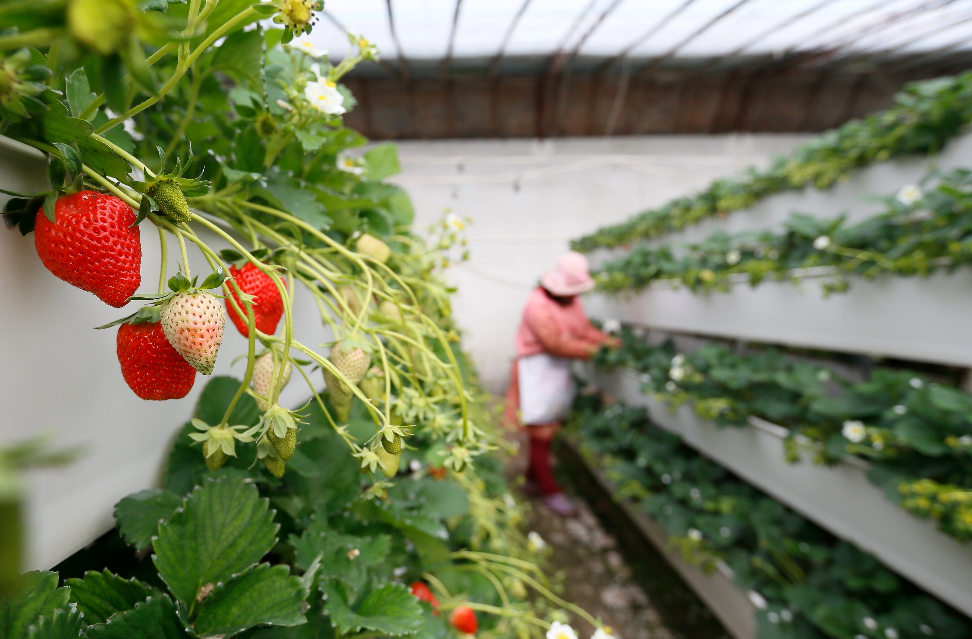 山东即墨:"立体草莓"寒冬上市(2)