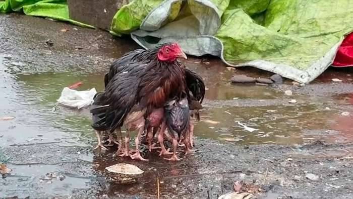 母鸡大雨中张开羽翼保护小鸡,被淋成"落汤鸡",网友:感人