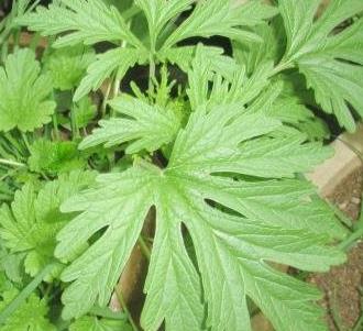 这"草"是菜更是药,被称为"女人宝",活血调经,祛瘀止痛