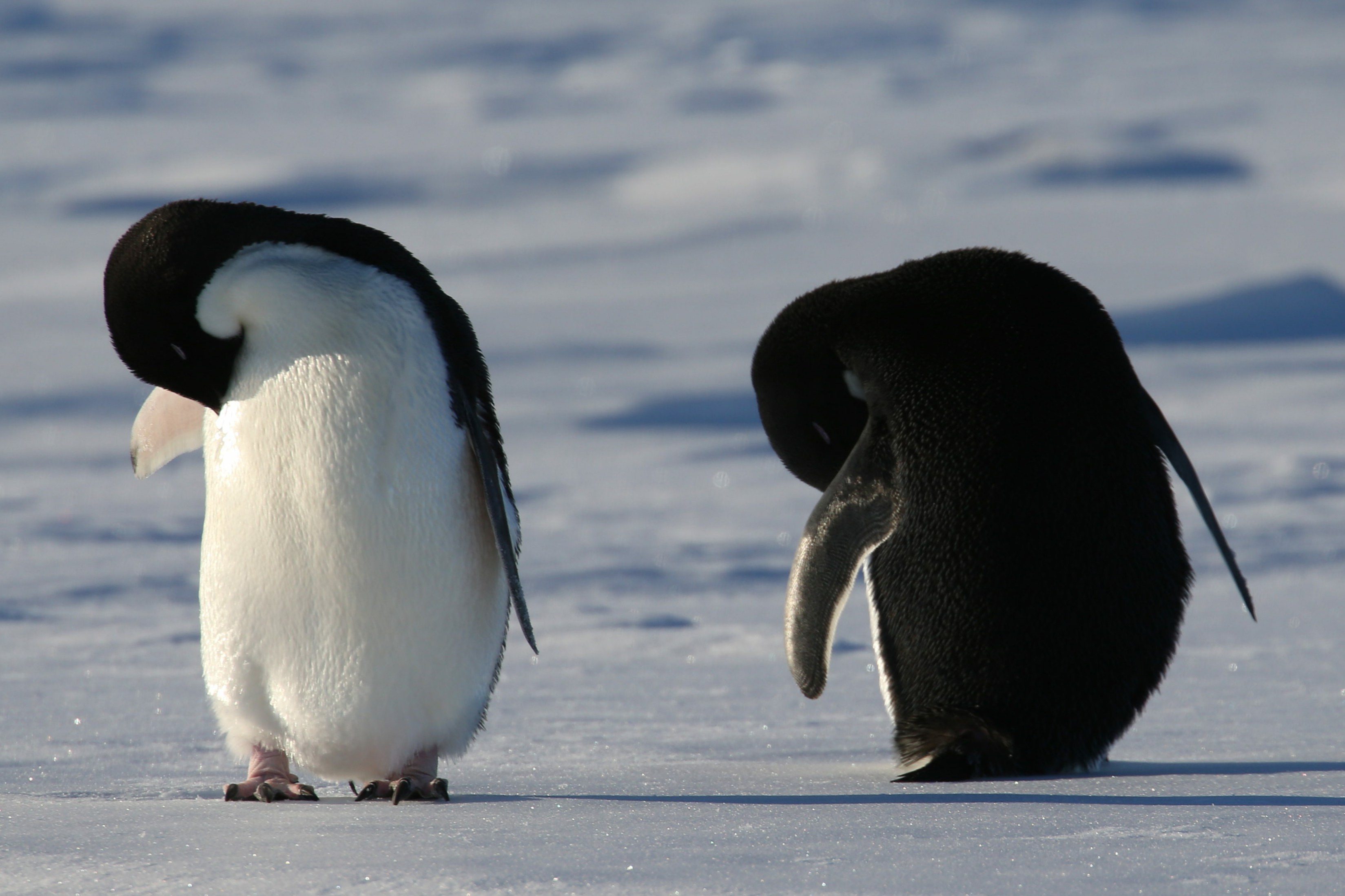 雪龙号船边的南极企鹅