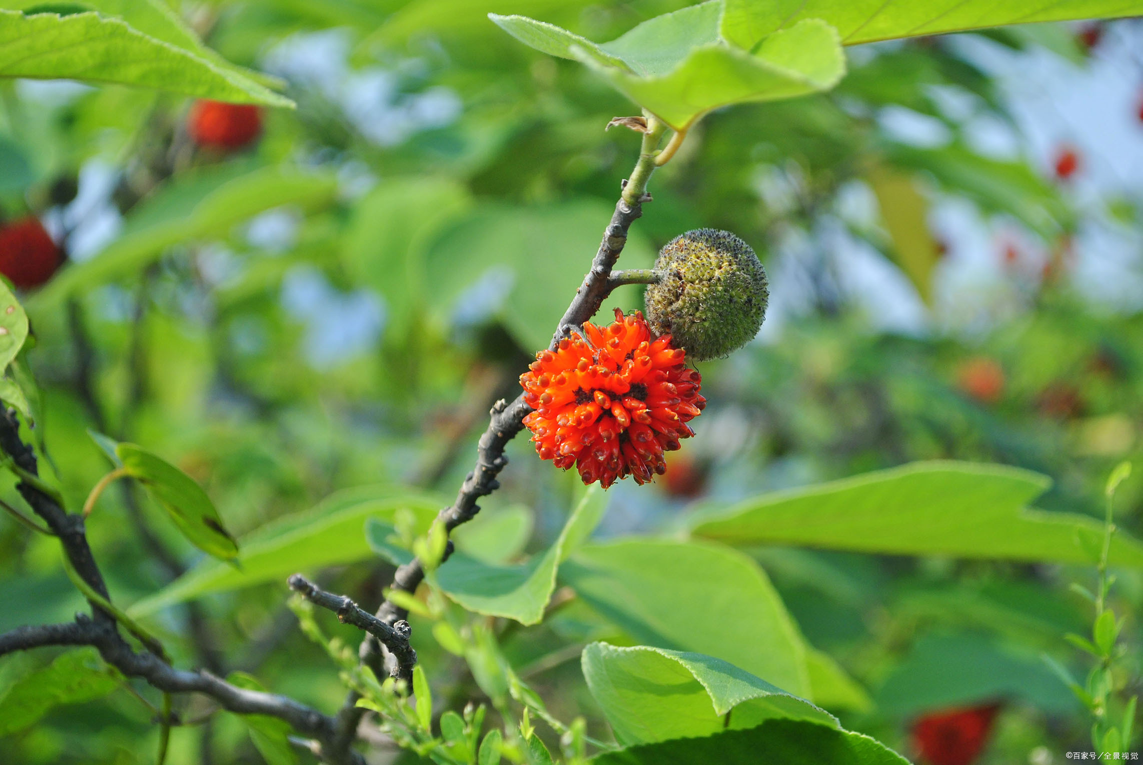 中国有什么采购构树苗 - 2020年最新商品信息聚合专区 - 百度爱采购