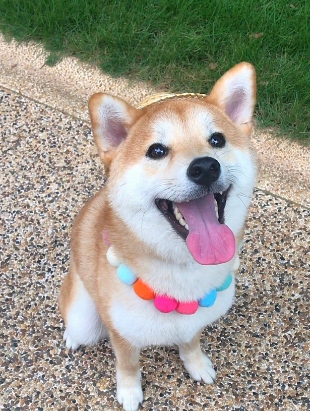 柴犬戴帽好萌啊,网友看了:采蘑菇的小姑凉戴着一个大草帽