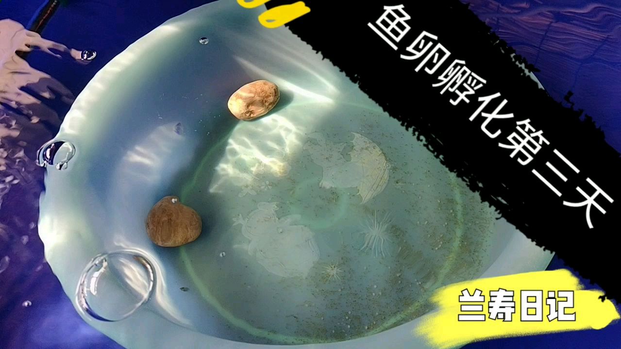 金鱼孵化鱼卵第三天是这个状态 小鱼苗很快就要出来了
