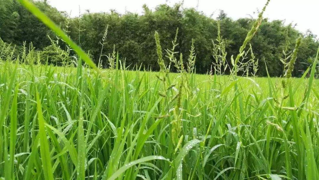 杂草- 优质问答专区