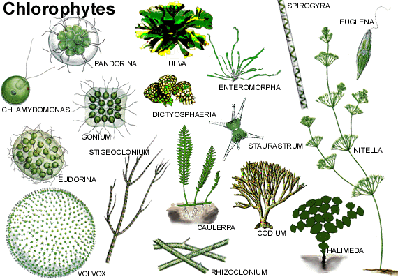 绿藻门生物