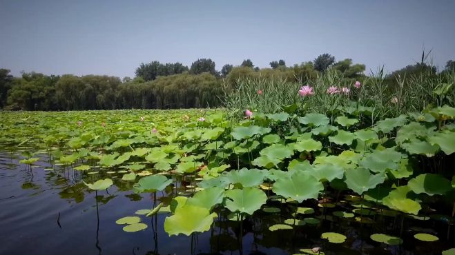 [图]《夏日之歌》圆明园不止有万亩荷花，还有野鸭黑天鹅