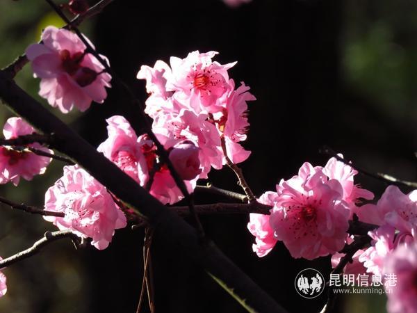 昆明郊野公园3000株粉色美人梅盛放迎春节