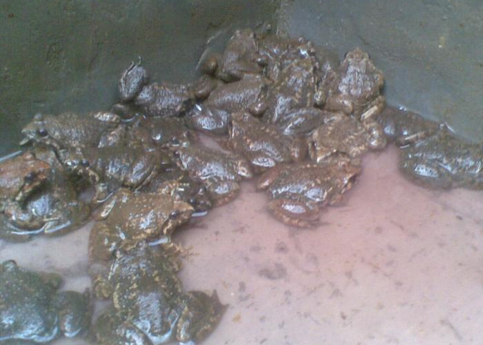 艳艳说养殖,石蛙的养殖和管理技术