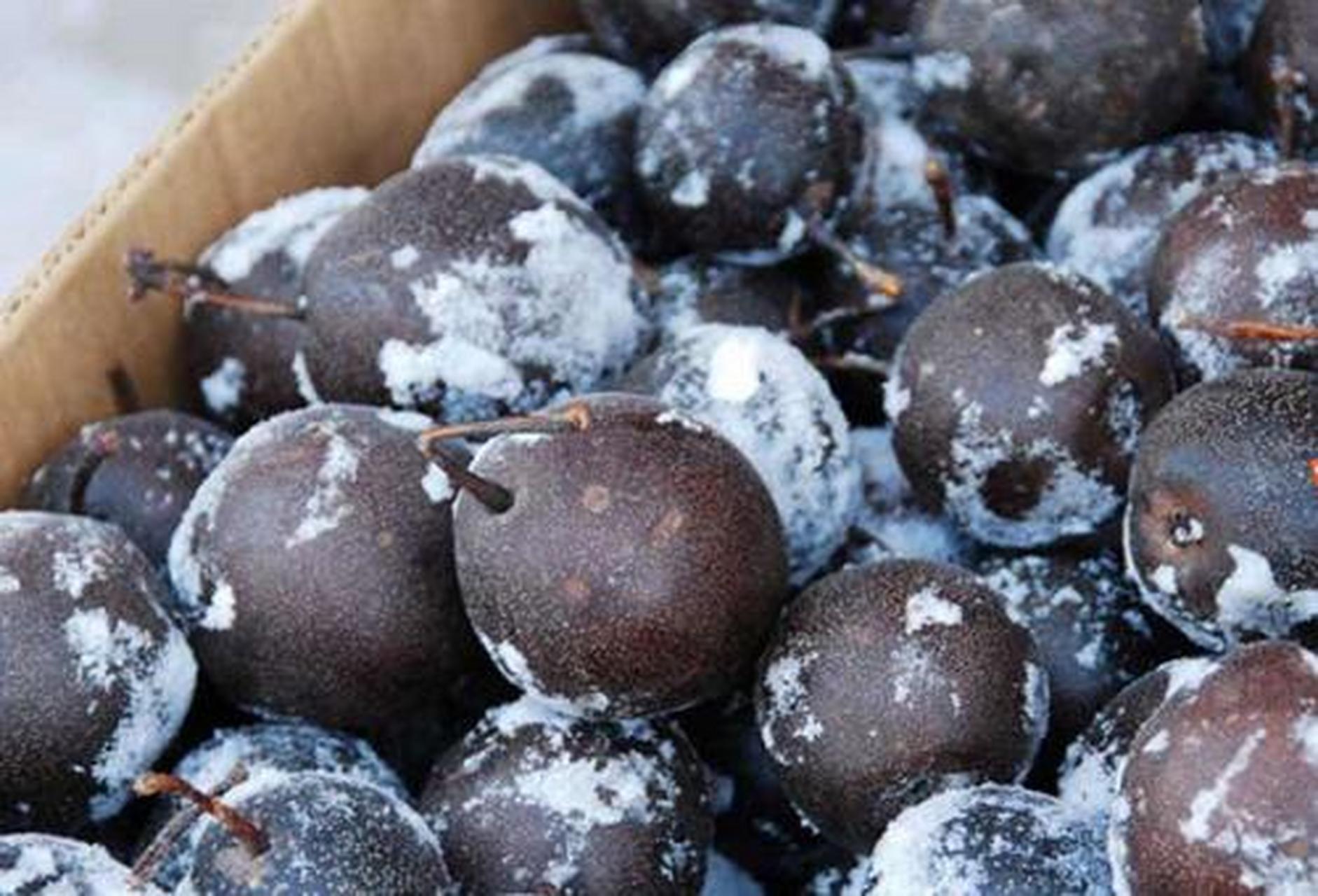 城市身边事#【哈尔滨美食】冻梨,又叫冻秋梨,是将普通白梨冰冻变成乌