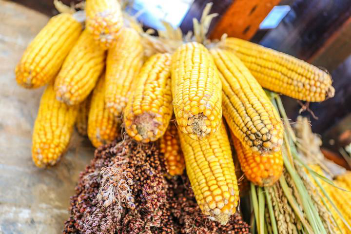 恰逢金秋时节,在这个丰收的秋天,硕果累累的果实自然也是挂在了门前.