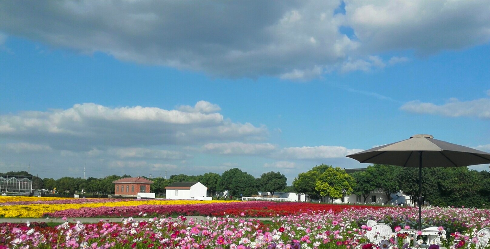上海市松江区泖港镇没有变成城乡结合部,而是美丽的郊野景观