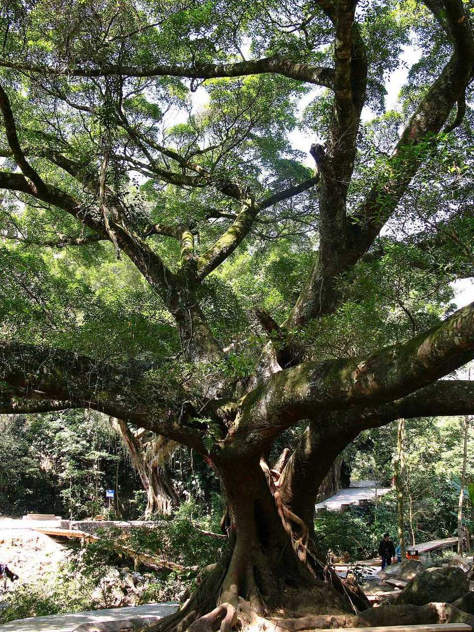 鲤龙潭森林公园是一个集山,湖,林于一体的绝佳旅游胜地,位于象山县