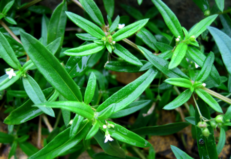 一味对抗癌有奇效的中草药:白花蛇舌草