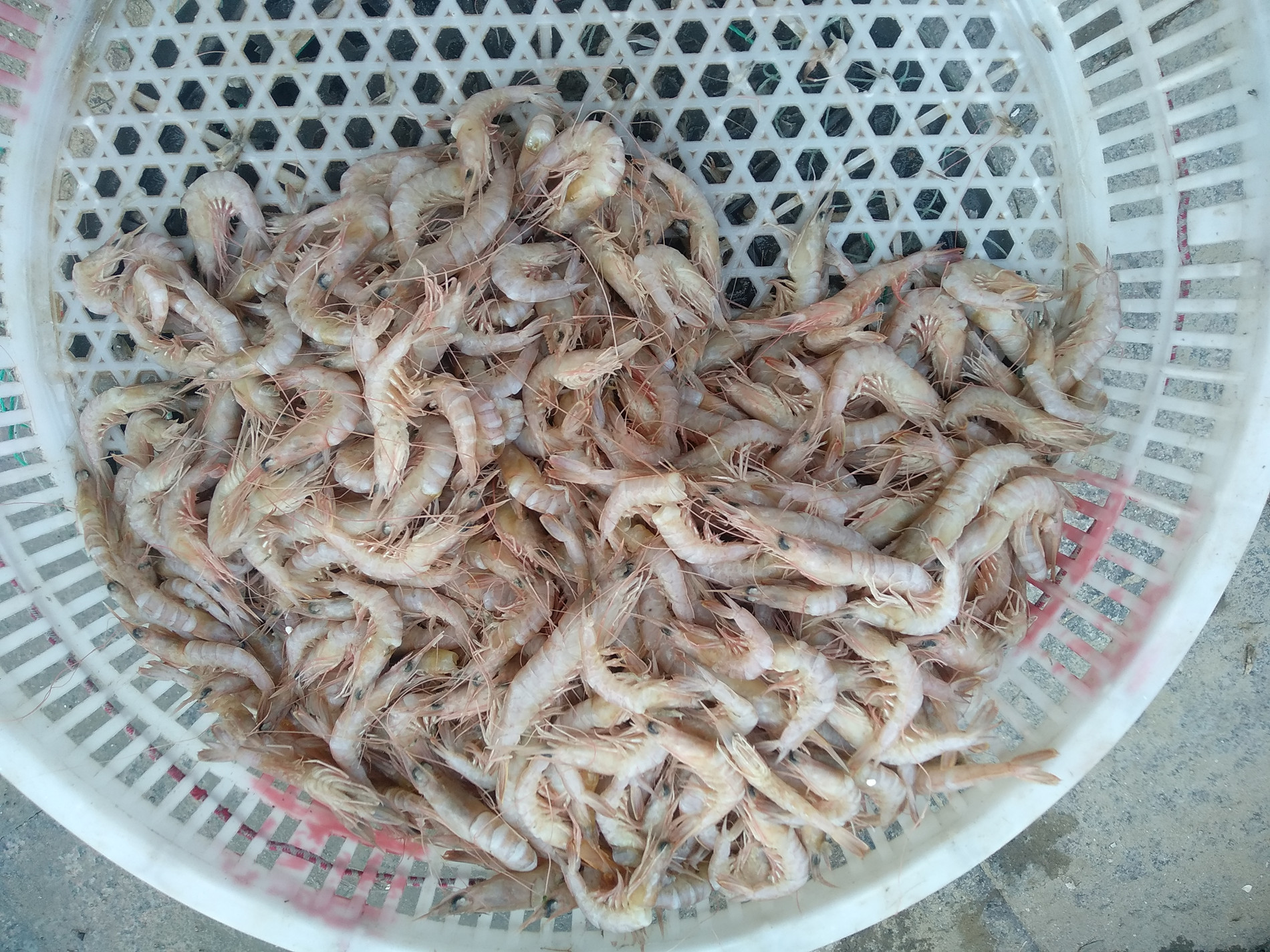 今年爬虾的价格也一直处在较高位置,在终端市场似乎很少到40元以下