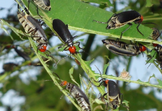 动物知识科普,小编带你了解红头芫青
