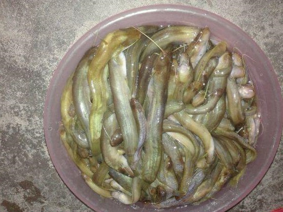 鱼并不是越大越好,这种小鲶鱼很鲜美,我敢说钓过它的人并不多