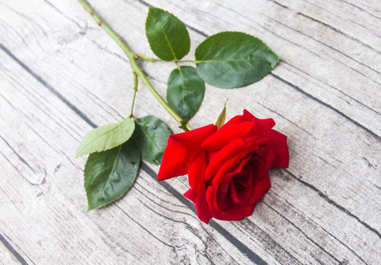 心理测试:凭感觉选一朵玫瑰花,测你未来会不会一帆风顺