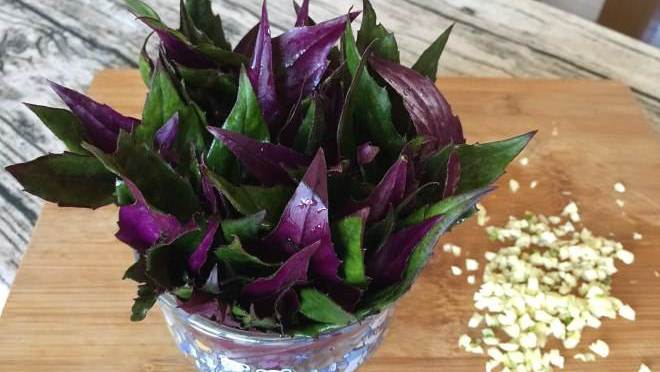 紫背天葵有哪些作用?告诉你室内盆栽的要点!