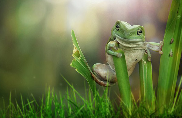 印尼一青蛙头两侧均爬着蜗牛似戴"耳机"