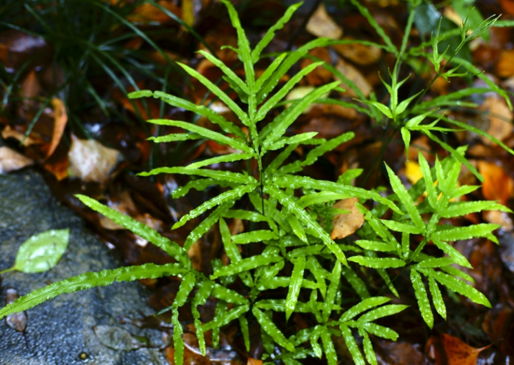 石缝中一种"鸡脚草",叶片形如凤凰尾,看见别放过,能做美盆景