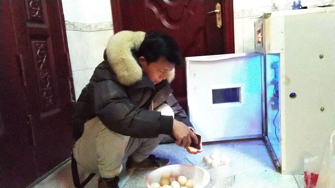 孵化小鸡第一步,也是最重要的一步,照蛋,选出好种蛋
