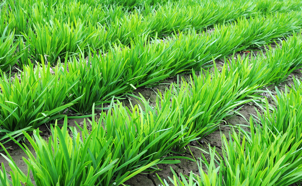 韭菜如何种植长得更好?