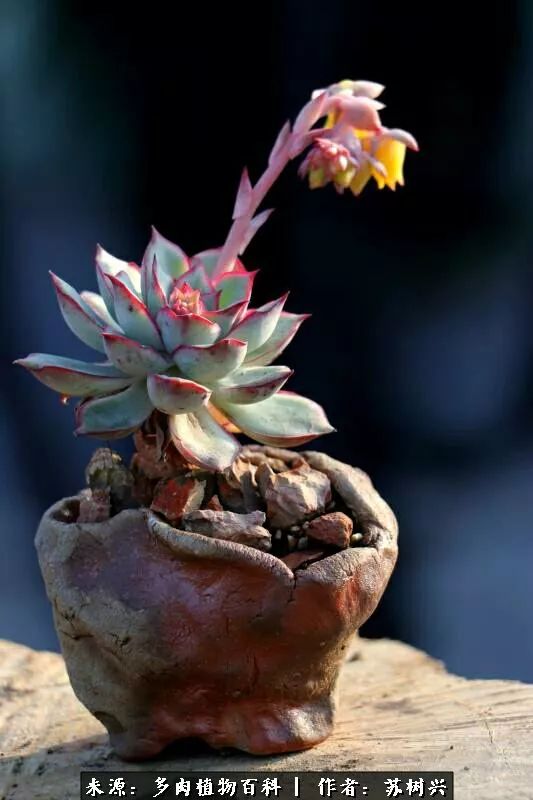 多肉微型盆景欣赏:柔情缱绻,轻舸听雨,一花一世界!