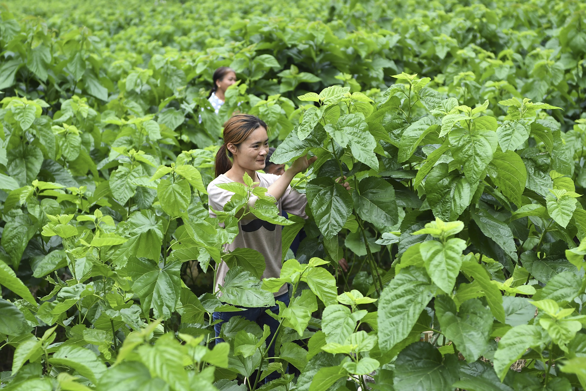 4月17日,广西凌云县下甲镇平怀村村民在桑园内采摘桑叶.