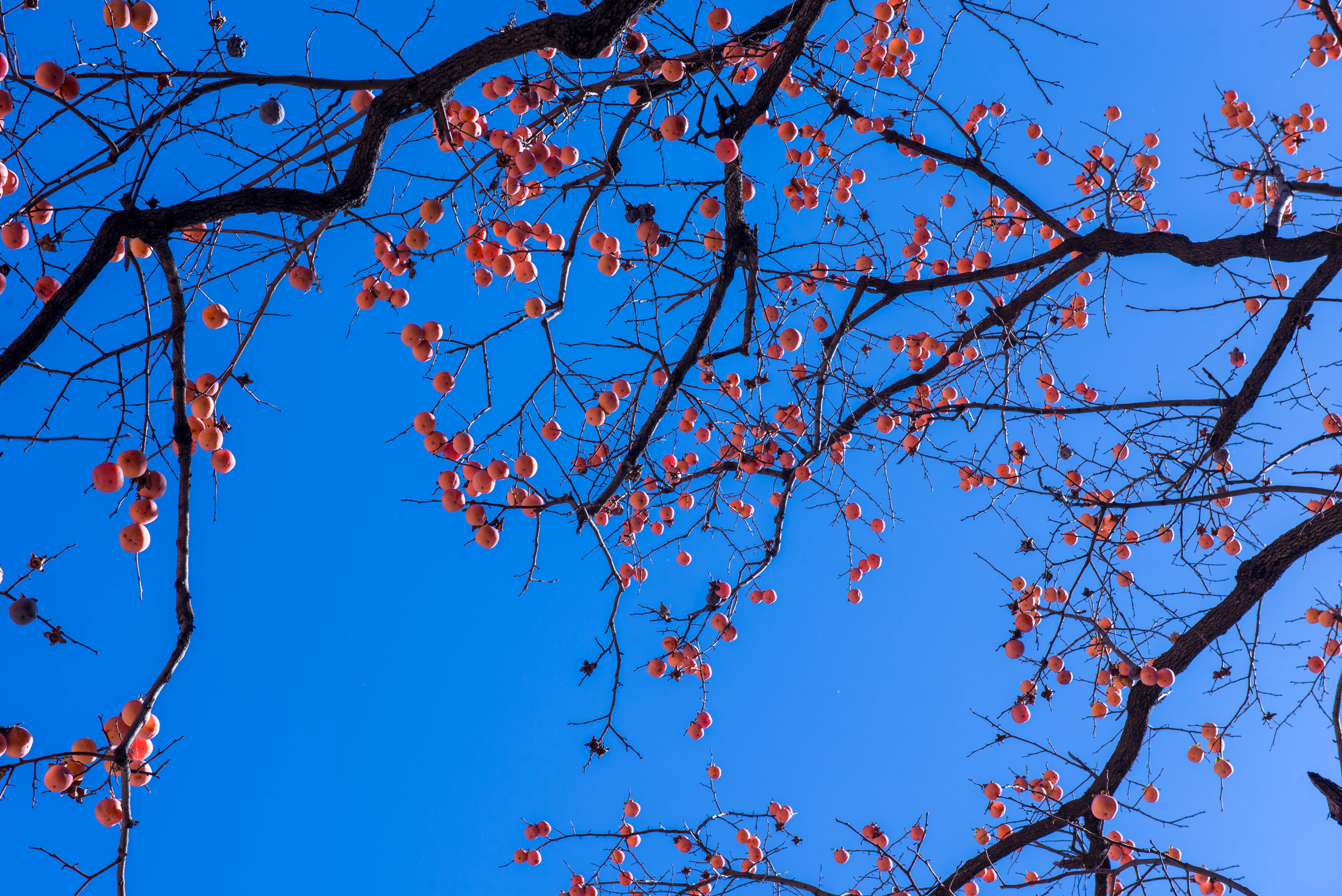 抬头看,满树的红柿子在蓝天的映衬下,犹如颗颗红宝石,扮靓了小山村.