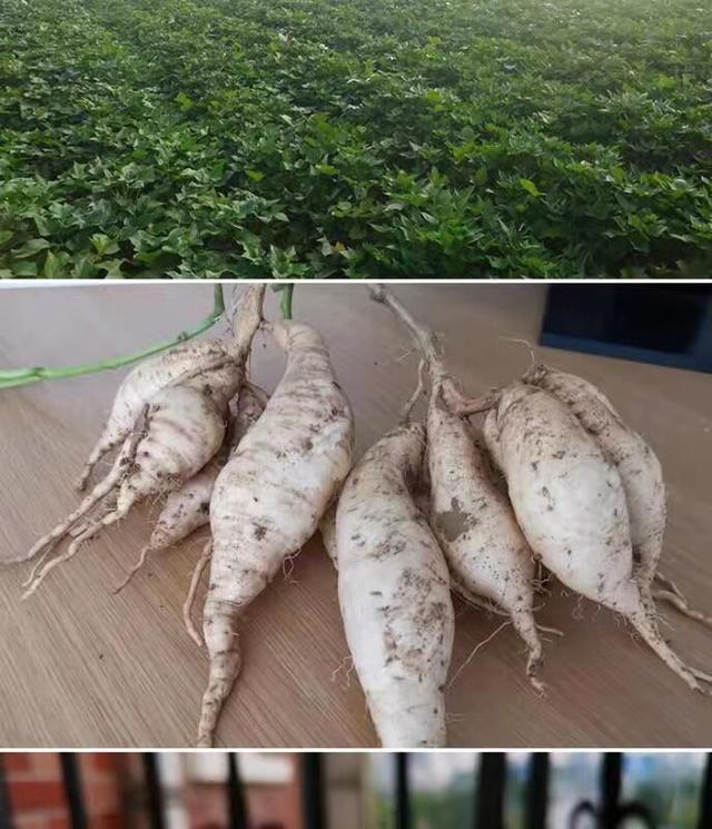 "人参地瓜"上市每公斤20元供不应求