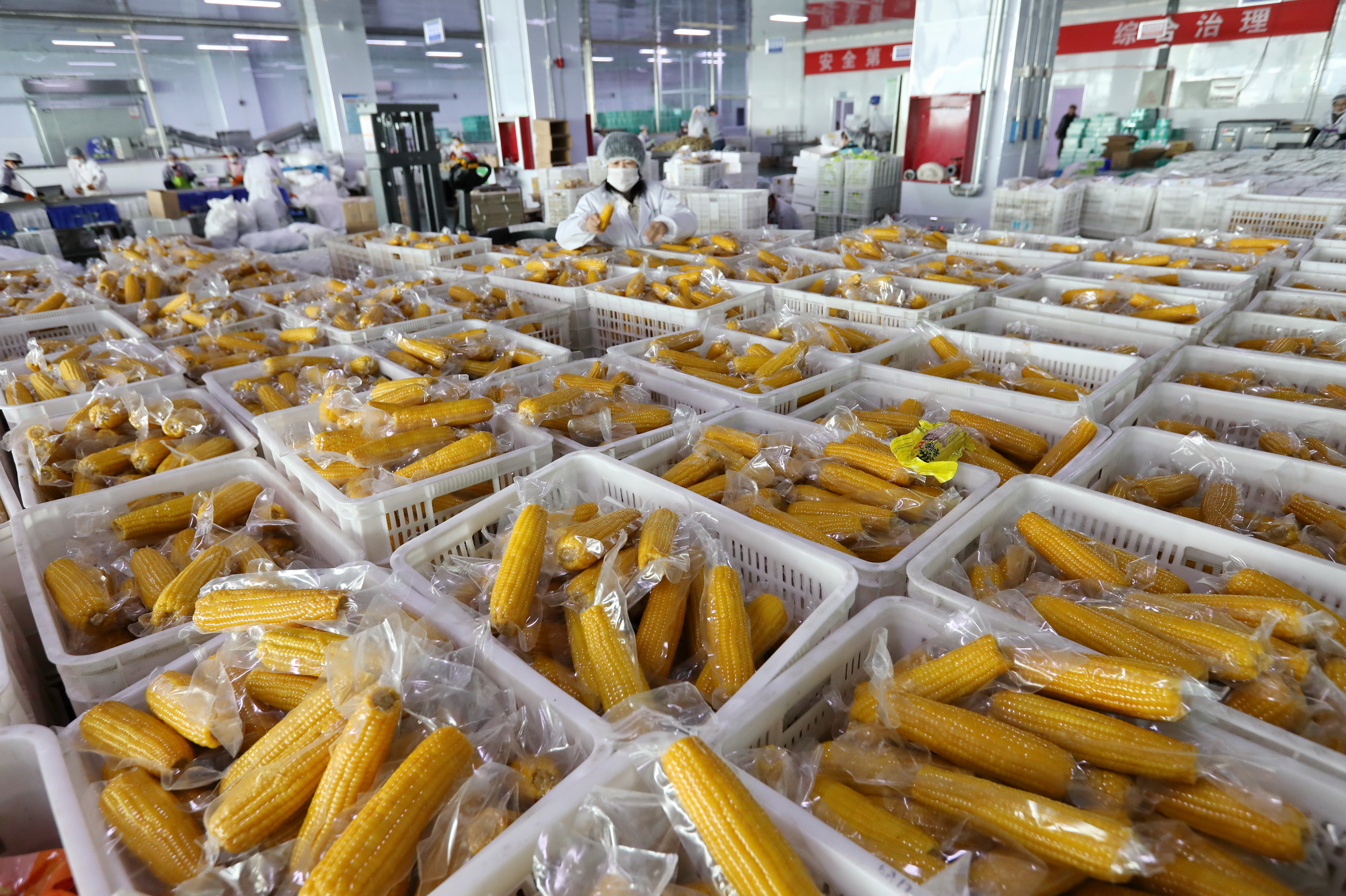 河北万全:工业化鲜食玉米加工助增收(3)