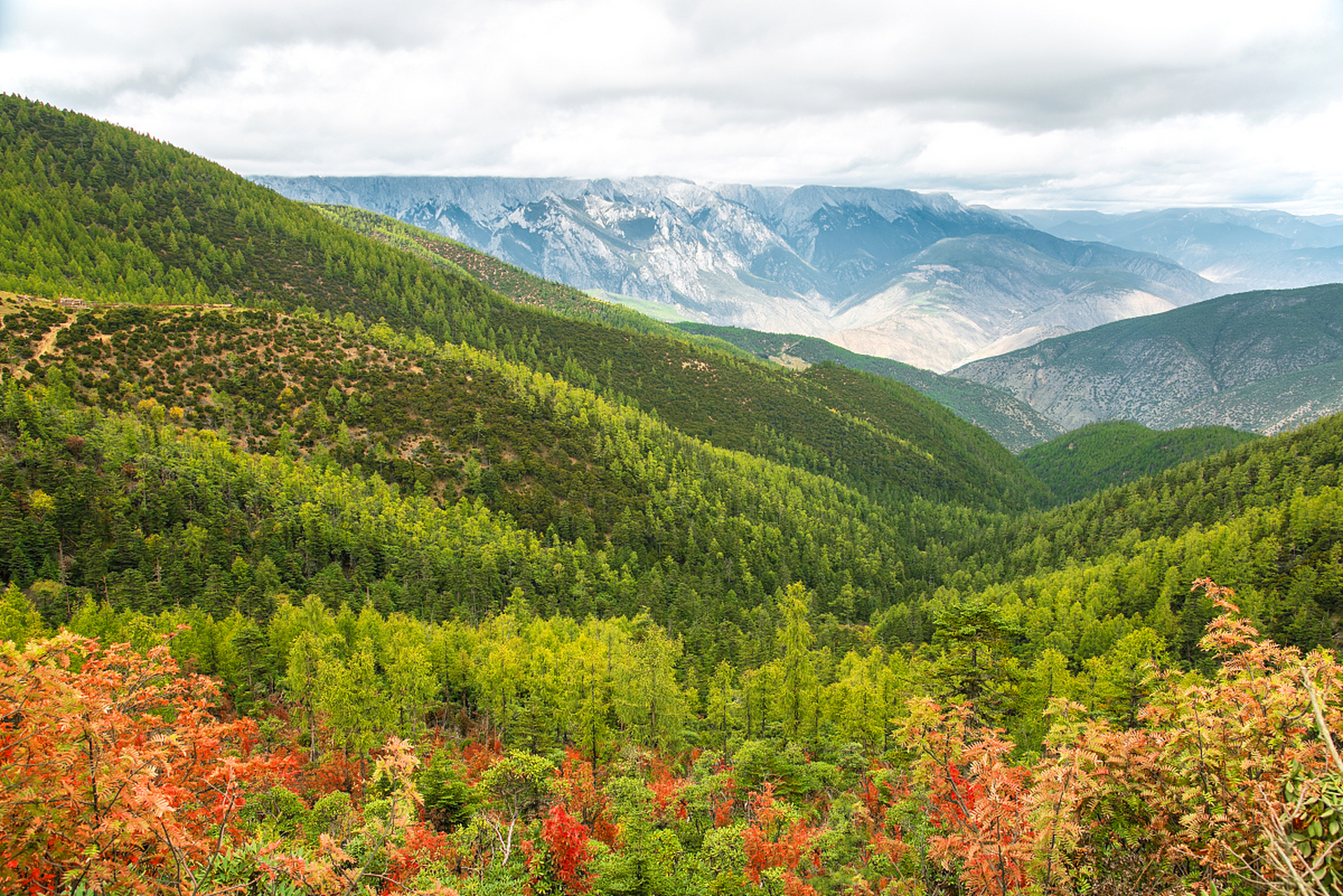 鲁朗林海是西藏林芝地区的一处自然风景区,被誉为"雪域瑞士"和"西藏