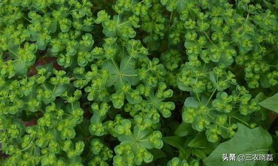 农村这种野草,过去用来喂兔子,如今却是珍贵药材,价值30元一斤