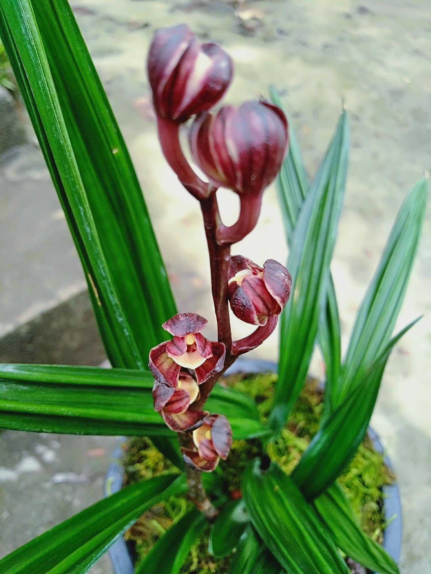 达摩兰黑红荷开花了,以下是同一盆草