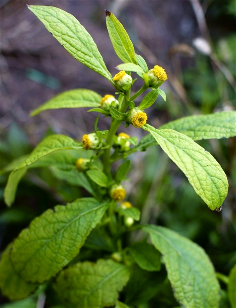山坡上生长的一种中药天门精,是一味特别好的药材,一般人认不出