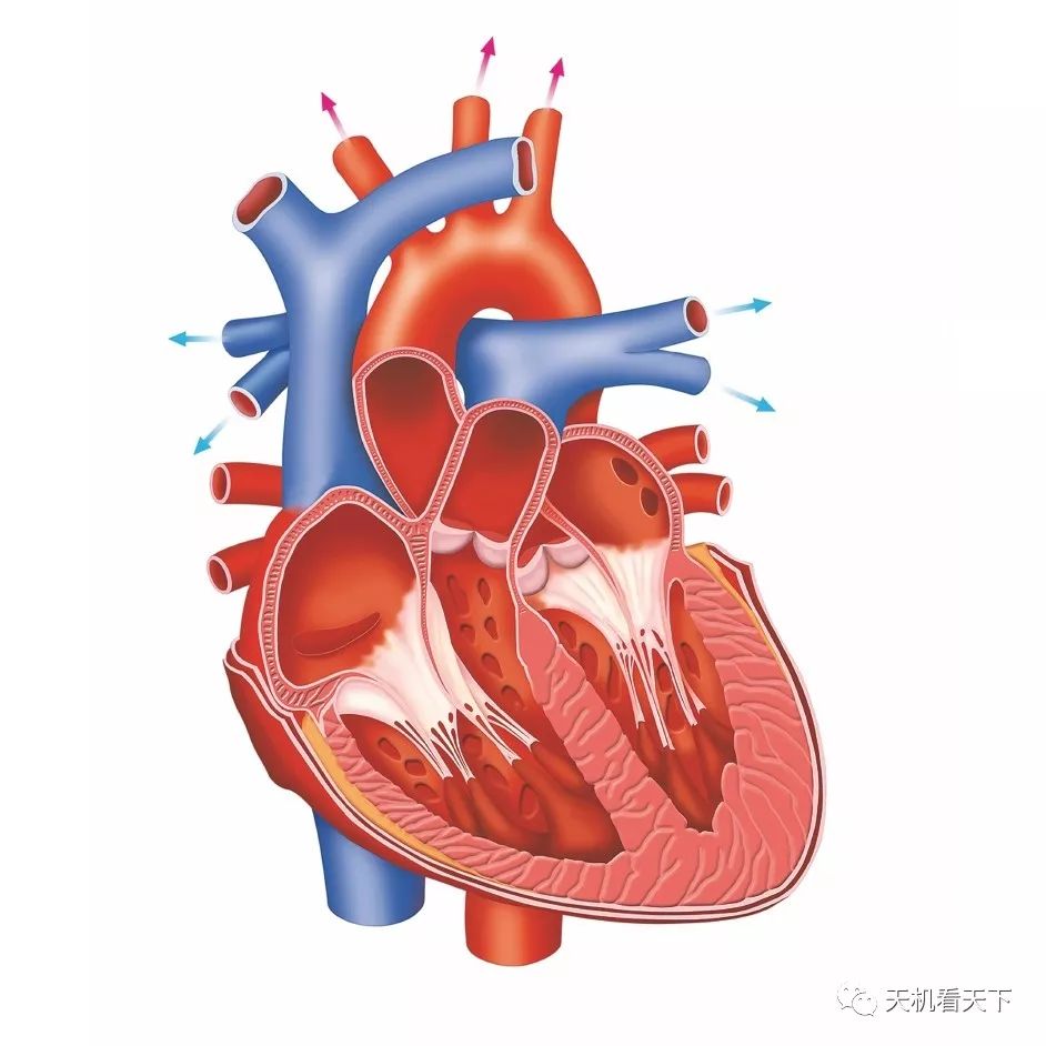 人体 心脏是如何运作的?