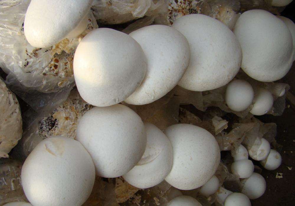 美味的白灵菇,人工栽培要注意什么?