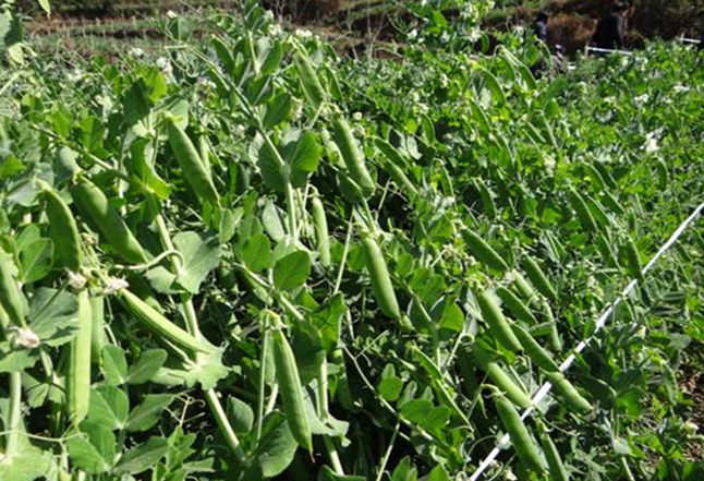 培育过程中注意哪些方面,能够更好的防治扁豆的立枯病?